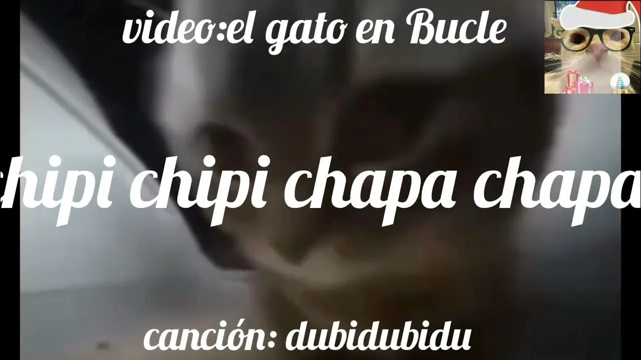 Chipi Chipi Chapa Chapa / "Dubidubidu" — Close-up video still of gray cat with Spanish text about looped video and song.