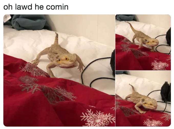 Chonk Oh Lawd He Comin — Bearded dragon walking across a snowflake blanket in a three-panel collage captioned oh lawd he comin.