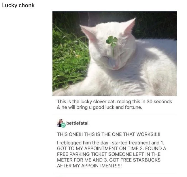Chonk Oh Lawd He Comin — White cat with a four-leaf clover on its face captioned Lucky chonk in a Tumblr chain post.