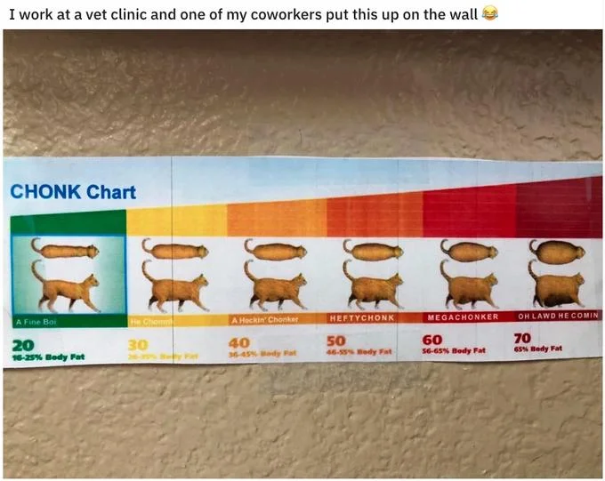 Chonk Oh Lawd He Comin — Photo of a printed CHONK Chart taped to a wall at a veterinary clinic.