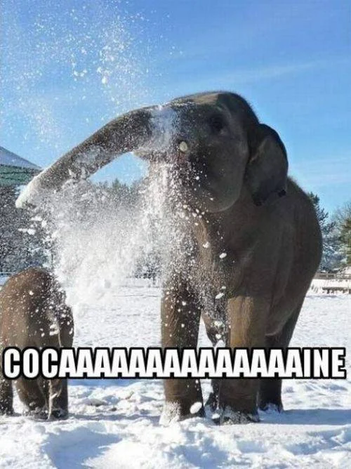 Cocaine Bear
