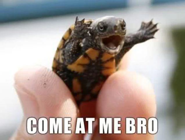 Tiny turtle held in fingers with mouth open and 'Come At Me Bro' caption
