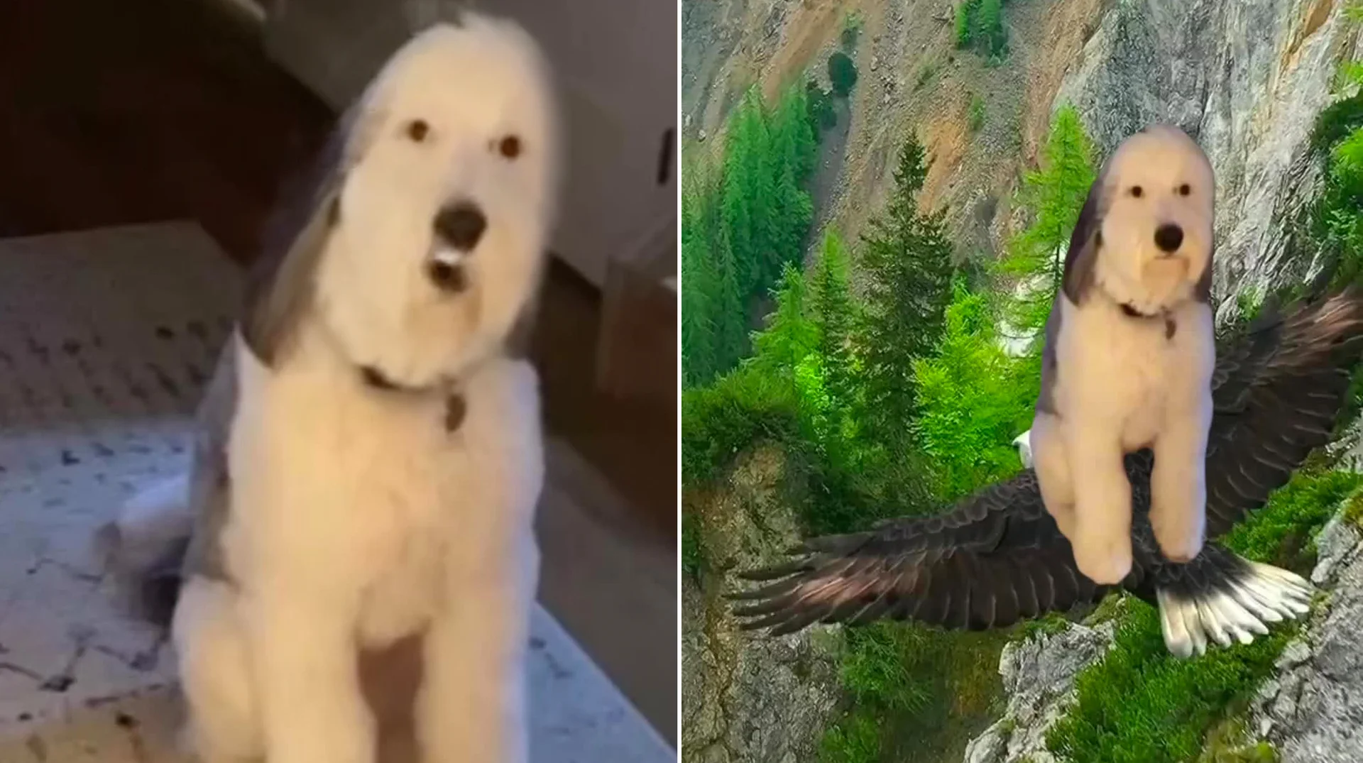 Come Over Here And Kiss Me On My Hot Mouth — Split image of a fluffy white dog with open mouth and the same dog composited onto a flying eagle over mountains