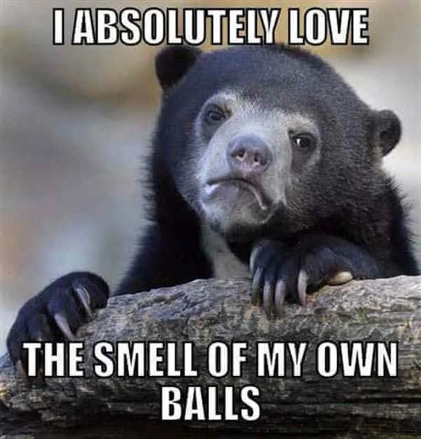Confession Bear with sad-eyed dark bear presenting crude relatable confession.