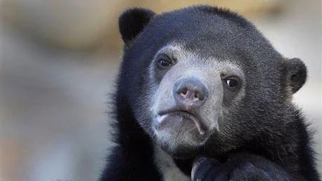 Perfect clean Confession Bear template with dark bear on log no text.