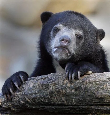 Clean Confession Bear template with iconic dark bear and sad expression.
