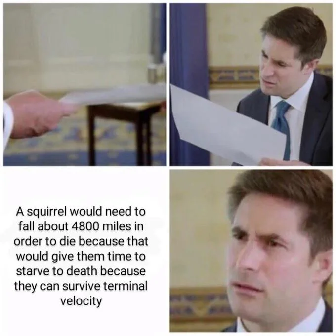 Confused Reporter Jonathan Swan — Jonathan Swan confused meme with text about squirrels surviving terminal velocity