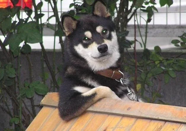 Original uncropped photo of the Cool Dog Shiba Inu leaning on a wooden fence