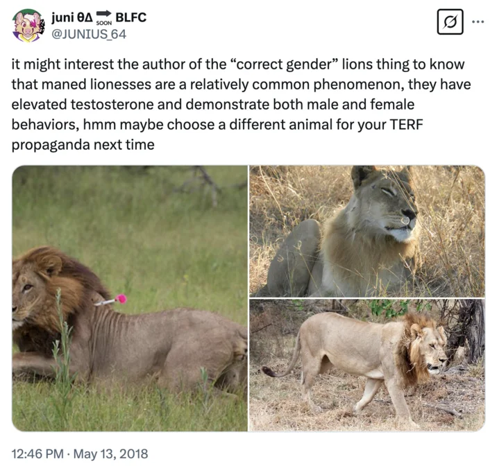 Correct Gender And Sexuality Lions — Tweet by juni @JUNIUS_64 showing photos of maned lionesses as a response to the correct gender lions image.