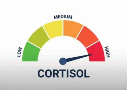 Cortisol Level Cortisol Spike — Clean gauge meter graphic showing cortisol levels from low to high with needle indicator positioned at medium range.