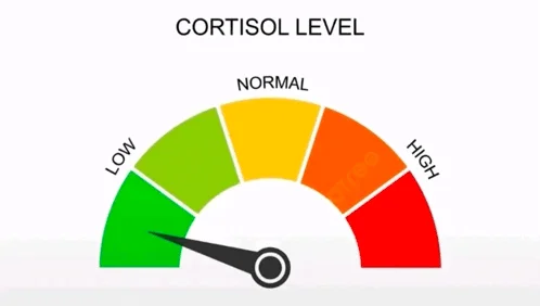 Cortisol Level Cortisol Spike — Clean cortisol level gauge meter with low, normal, and high stress range labels and centered needle indicator.