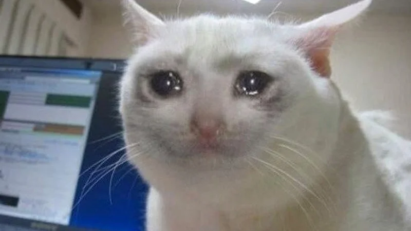 Crying Cat — Close-up of white cat with tears in eyes in front of laptop