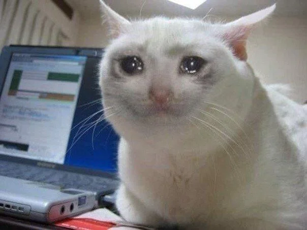 Full uncropped original Crying Cat photo with white cat by a Sony laptop