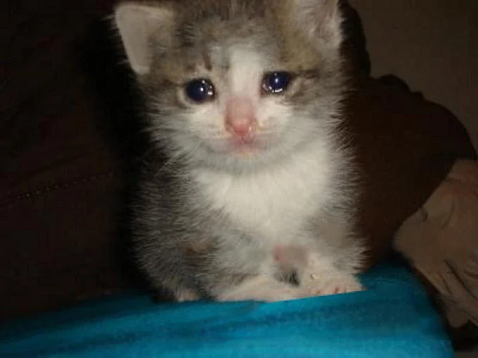 Crying Cat — Small tabby and white kitten with teary eyes on a blue blanket