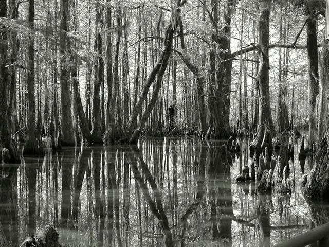 Cryptid — Misty black and white swamp with cypress trees reflected in water