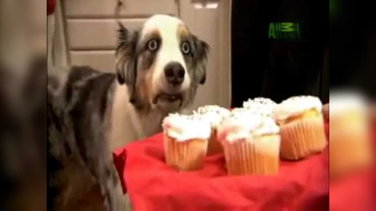 Cupcake Dog — Wide-eyed Australian Shepherd staring at a tray of frosted cupcakes