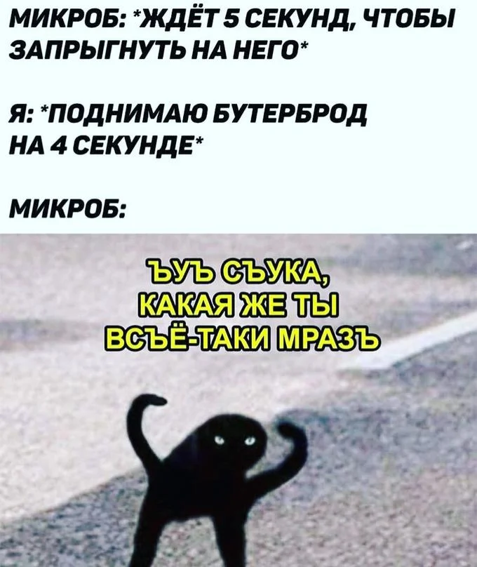 Russian five-second-rule Cursed Cat meme with angry Cyrillic caption