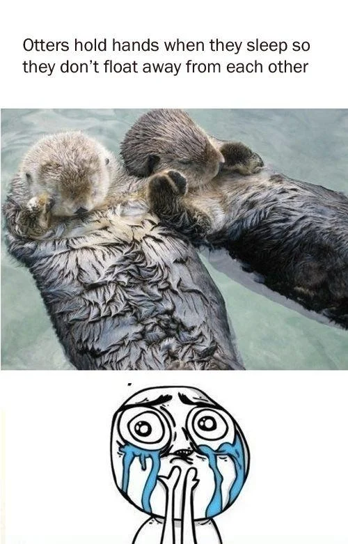 Sea otters holding hands with Cuteness Overload reaction face below