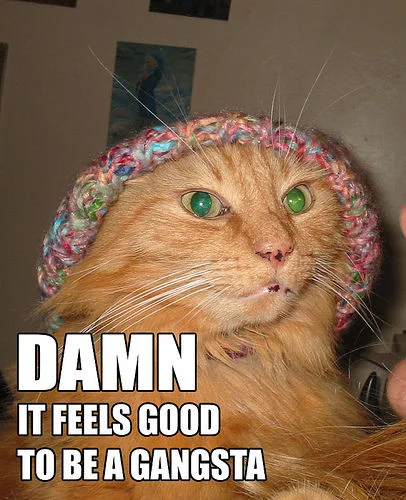 Orange cat in a knit beanie captioned 'Damn it feels good to be a gangsta'