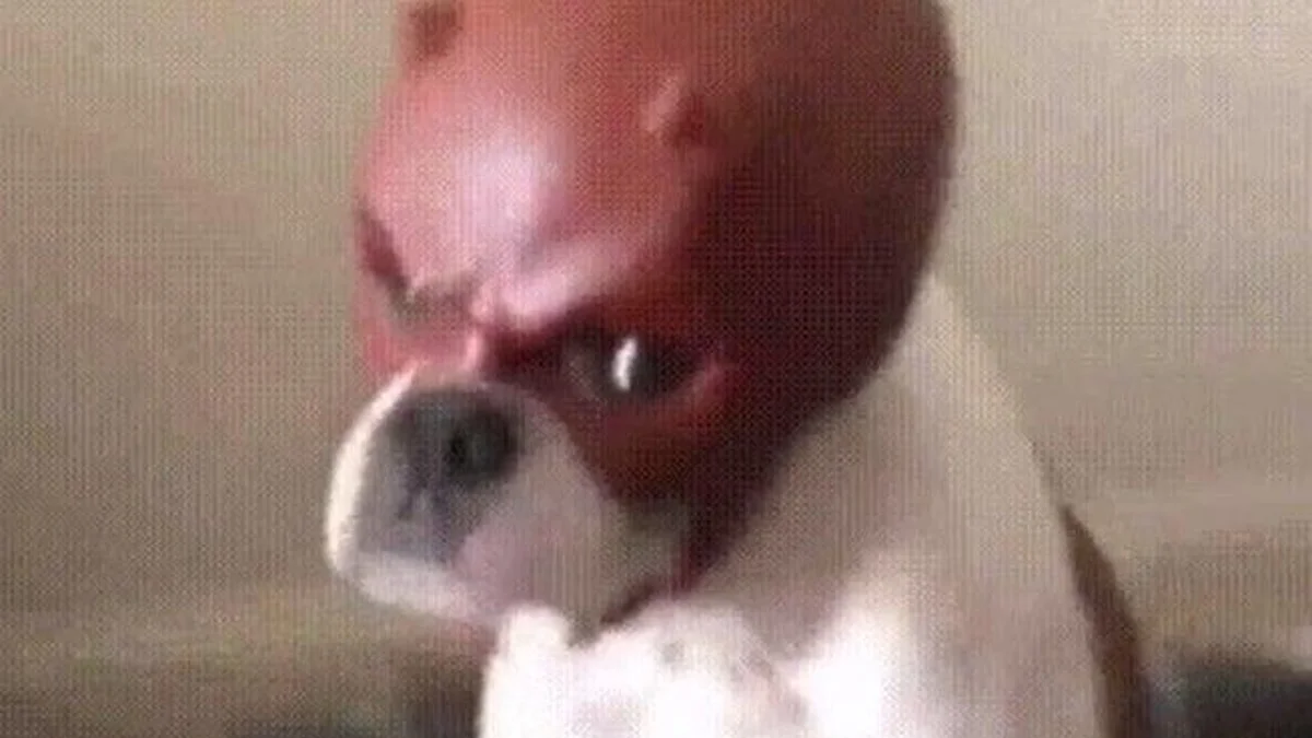 Daredevil Dog — Dog wearing a red Daredevil superhero mask with a serious expression