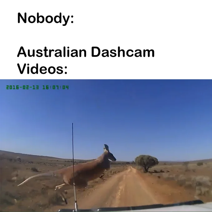 Meme with 'Nobody: Australian Dashcam Videos:' above a kangaroo jumping in front of a car