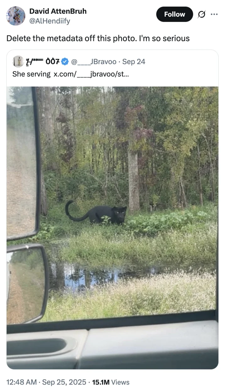 Delete The Metadata Off This Photo Im So Serious — X user @AlHendiify quoted a photo of a black panther spotted in Mississippi, writing, "Delete the metadata