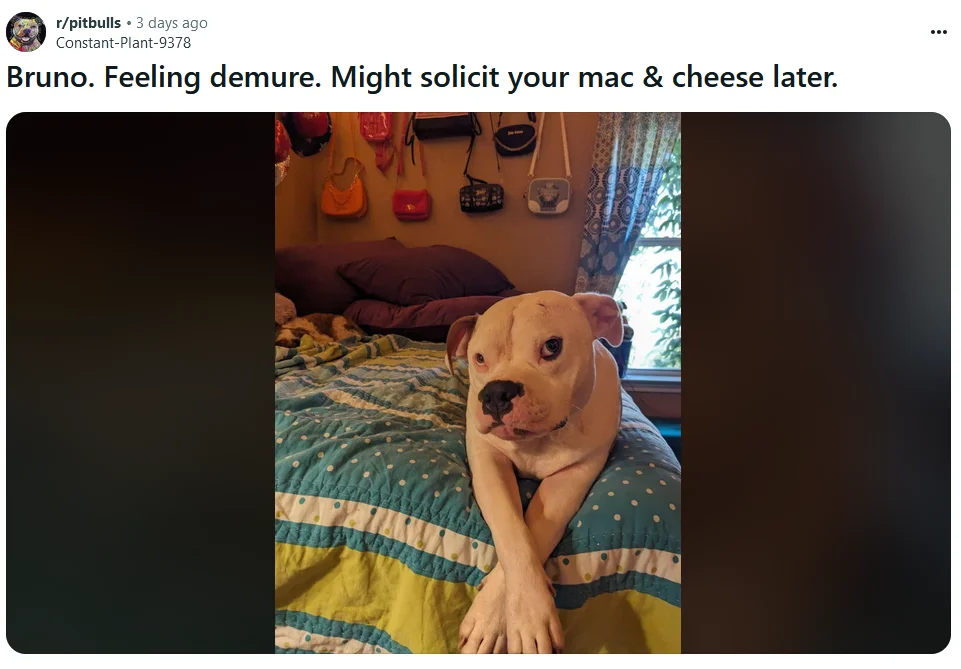 Reddit meme showing dog named Bruno on bed with text 'Feeling demure. Might solicit your mac & cheese later.'