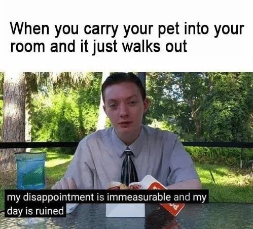 My Disappointment Is Immeasurable — Two-panel meme with pet scenario text and disappointed reaction image below