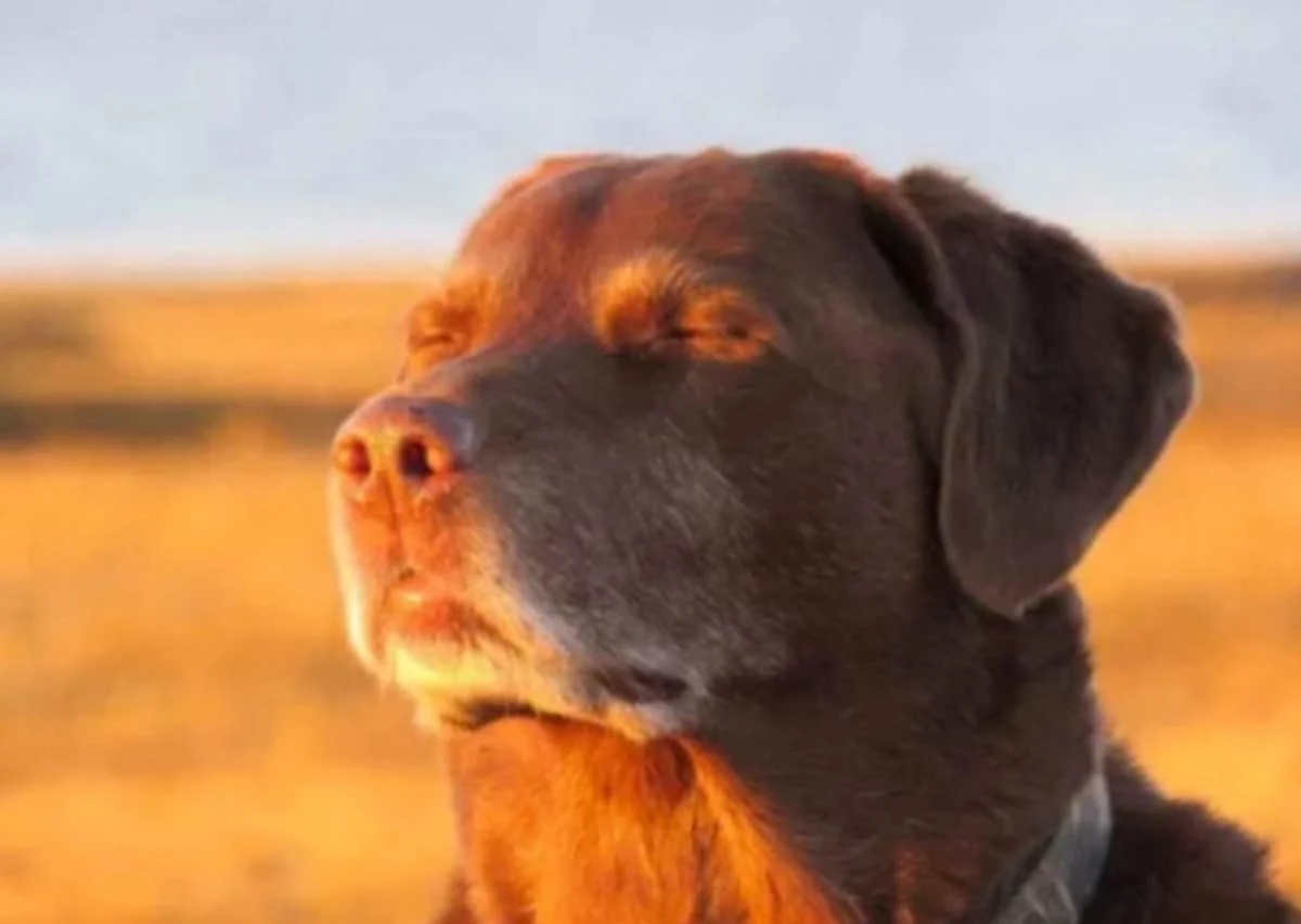 Dog Closing His Eyes Halfway — Elderly brown Labrador Retriever in profile against golden field peacefully closing eyes halfway with warm golden-hour lighting.