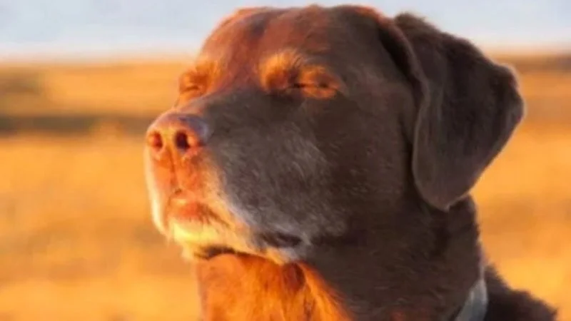 Dog Closing His Eyes Halfway — Iconic elderly brown Labrador peacefully closing eyes halfway in golden hour outdoor portrait with soft blurred field background.