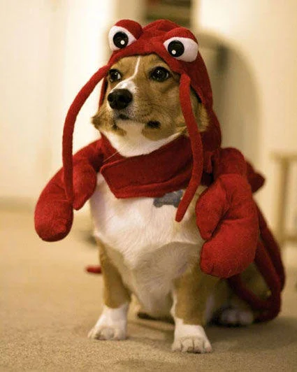Dog Fort — Corgi wearing a red plush lobster costume with antenna eyes