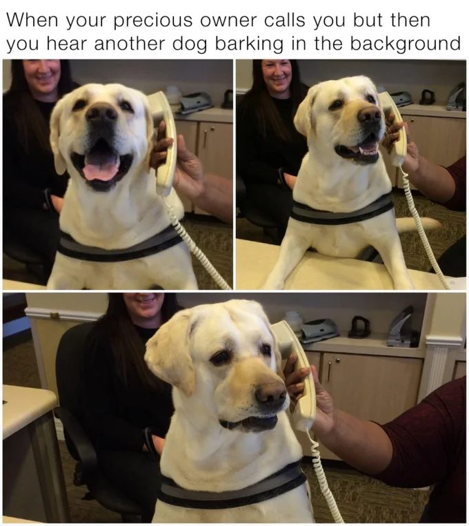 Dog On The Phone — Dog on phone meme about jealousy over another dog