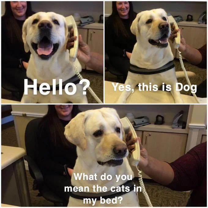 Dog On The Phone — Dog on phone meme about cats sleeping in dog's bed