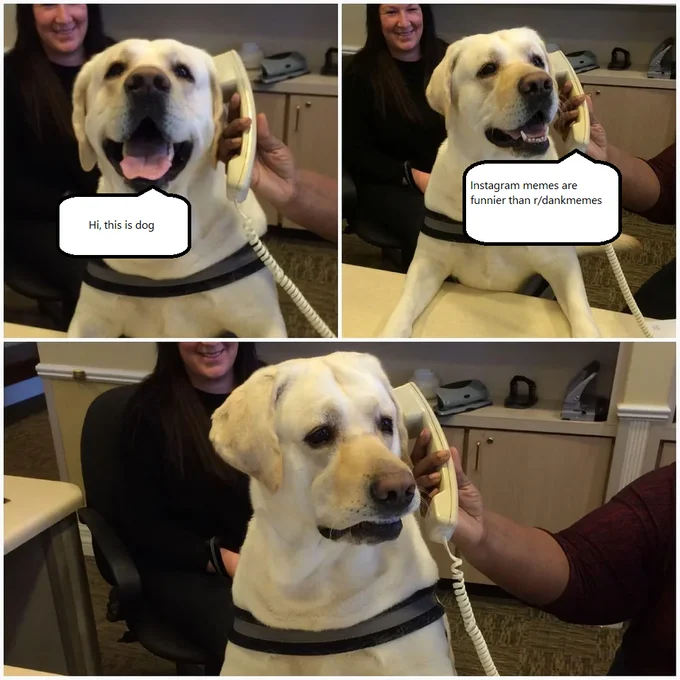 Dog On The Phone — Dog on phone meme about Instagram vs dankmemes