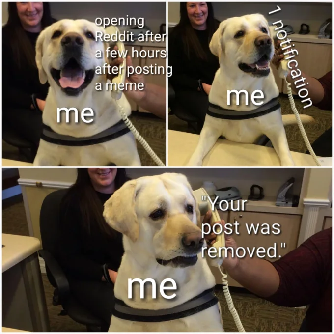 Dog On The Phone — Dog on phone meme about Reddit post removal