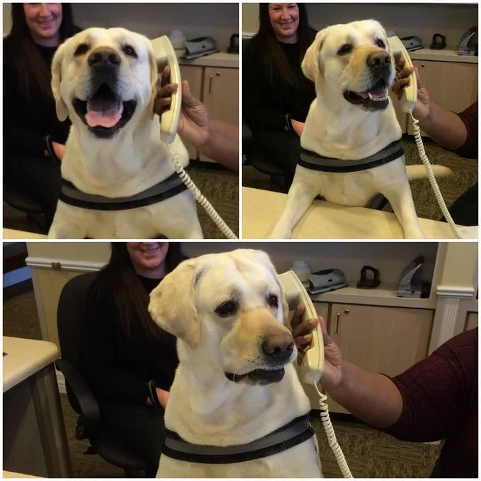 Dog On The Phone — Three-panel collage of a Labrador reacting on the phone