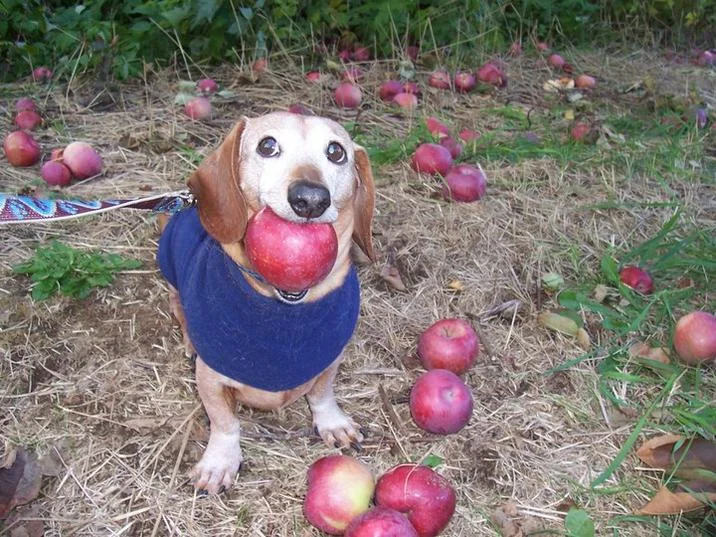 Dog With Apple Apple Dog — Beagle wearing blue sweater with apple in mouth sitting among fallen apples