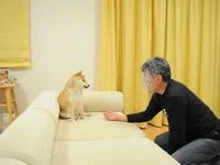Doge — Kabosu the Shiba Inu sits upright on a couch while a man reaches toward her across a low table.