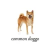 A minimalist representation of a small tan dog with 'common doggo' label demonstrating fundamental Doggo Speak terminology.