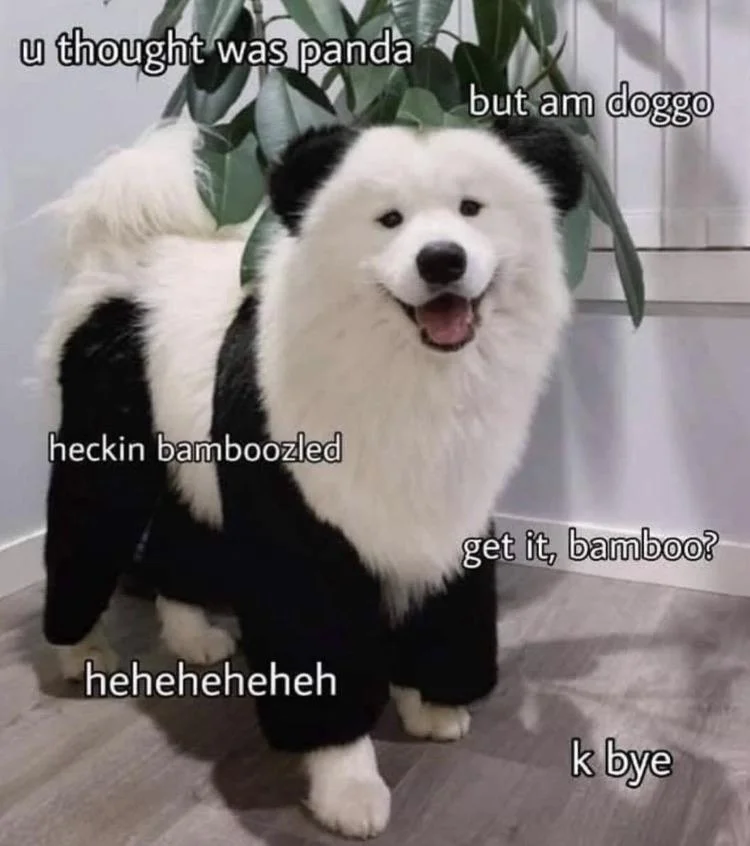 A fluffy black and white Keeshond with multiple Doggo Speak text overlays including 'heckin bamboozled' and 'k bye.'