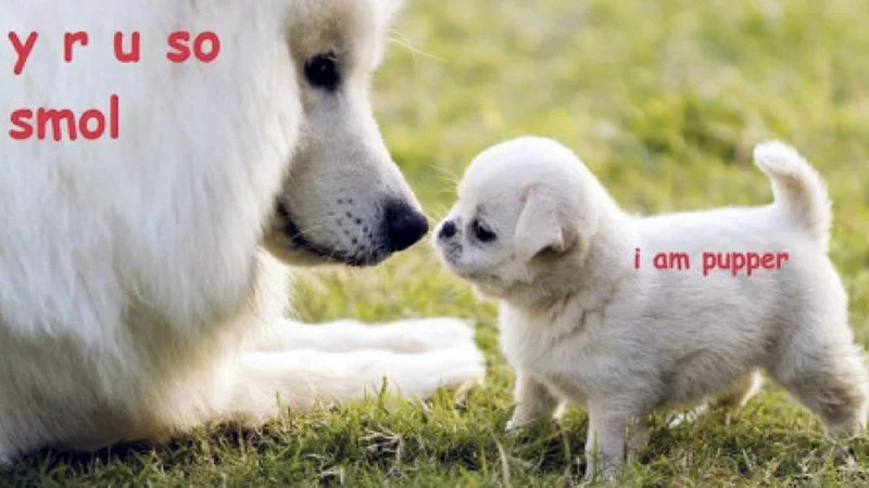 A large white dog gazes down at a tiny white puppy with Doggo Speak text overlays using intentional misspellings.