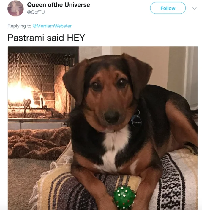 Doggo — Tweet with dog named Pastrami sitting by a fireplace