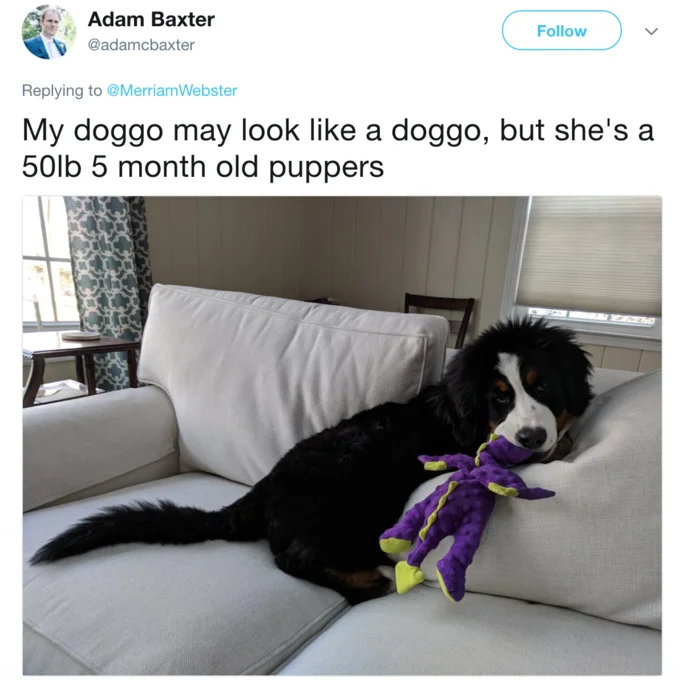 Tweet with Bernese Mountain Dog puppy called a 'doggo' and 'puppers'