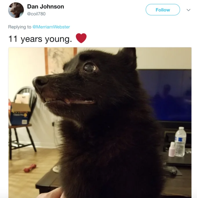 Doggo — Tweet showing black senior dog captioned '11 years young'