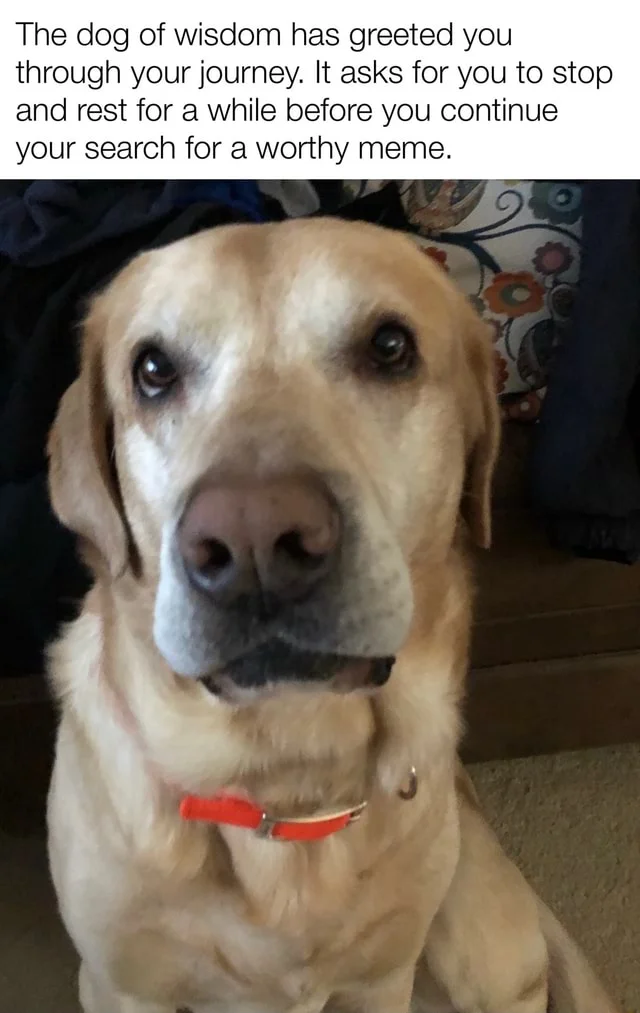Dogs of Wisdom — Golden retriever dog of wisdom meme with motivational wisdom text about resting