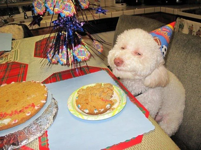 Dogs — White dog with party hat sitting in front of birthday cake
