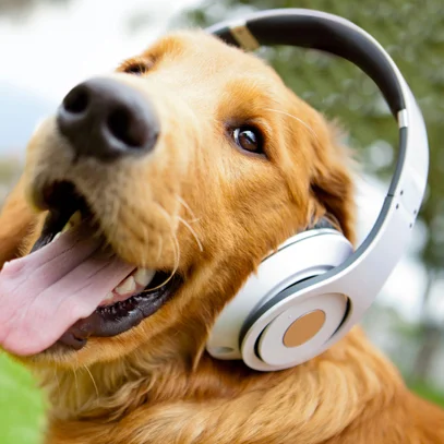 Dogs — Golden retriever with tongue out wearing white headphones