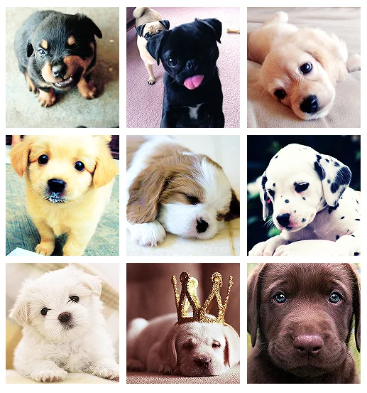 Dogs — Collage of nine puppies of different breeds