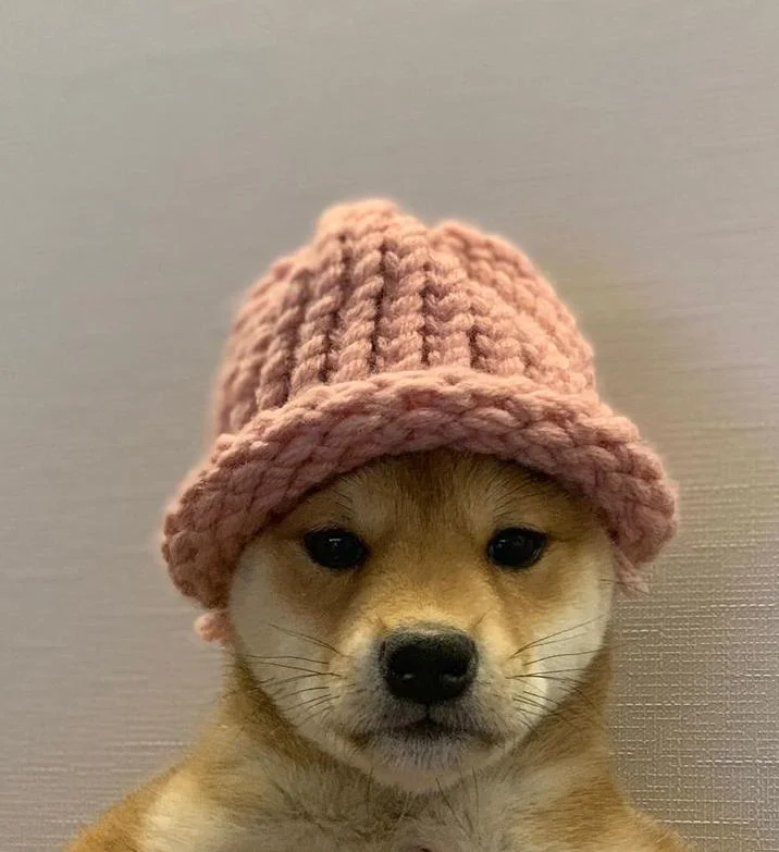 dogwifhat — The Shiba Inu wearing the pink woven beanie with a composed expression in a clean gallery shot.