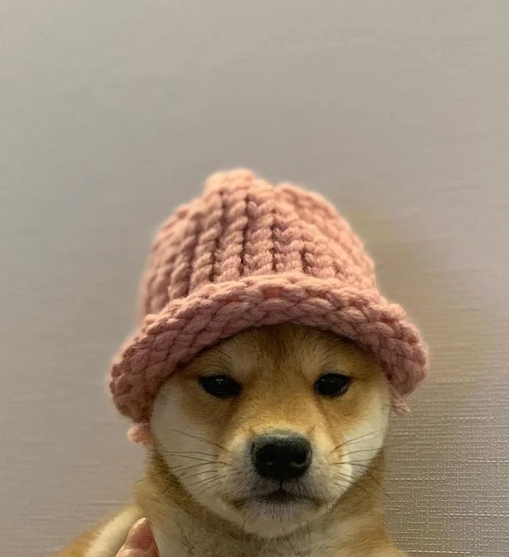 A pristine version of the dogwifhat meme showing the Shiba Inu in its pink beanie against neutral background.